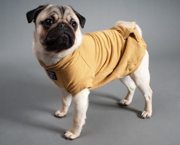 pug dog clothes