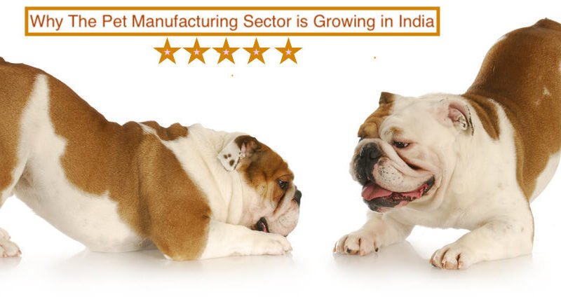 Why The Pet Manufacturing Sector is Growing in India