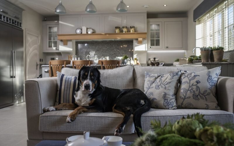 Best Couches for Dog Owners