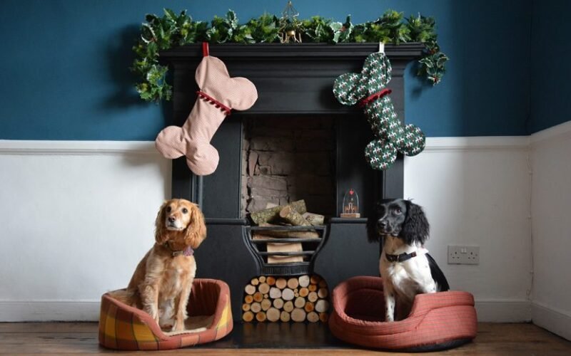 Top Six Seasonal Accessories for Dogs
