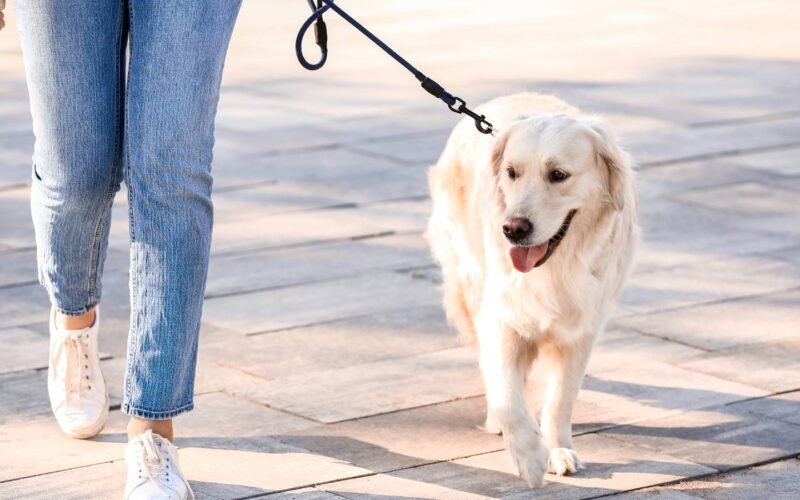 Your Ultimate Guide to Finding the Perfect Dog Walking Companion