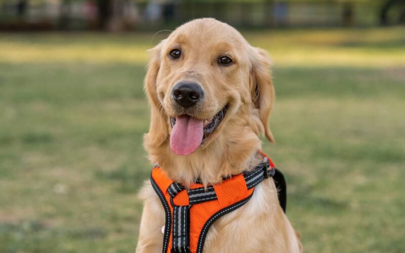 What are the benefits of custom dog harnesses for dogs with unique body shapes or special needs?